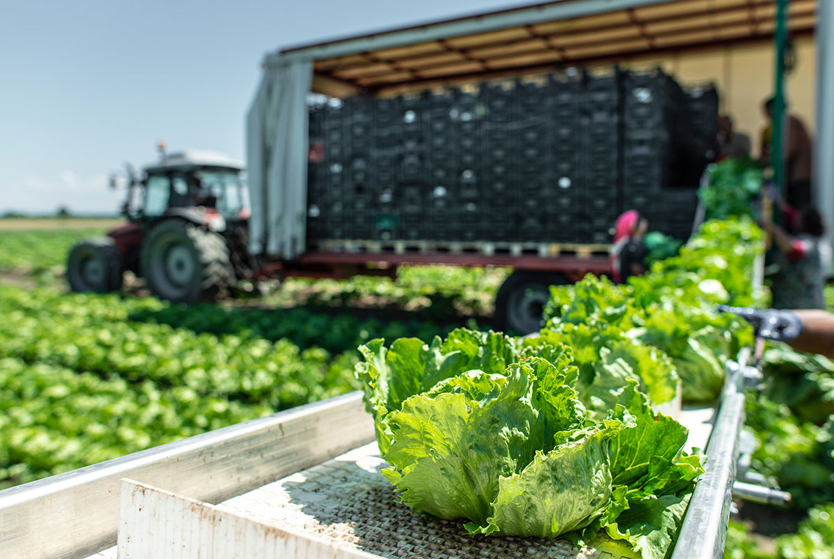 Perishable industry photo