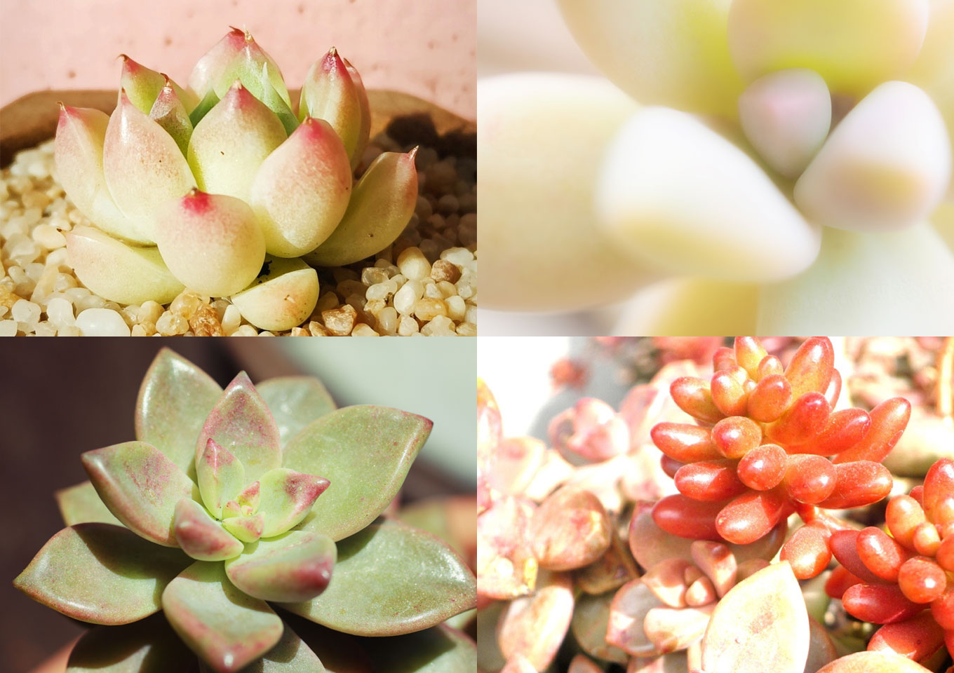 Succulent deliveries: A ten-day global challenge